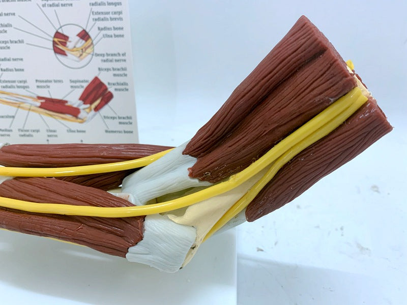 Human Arm Anatomy Teaching Model