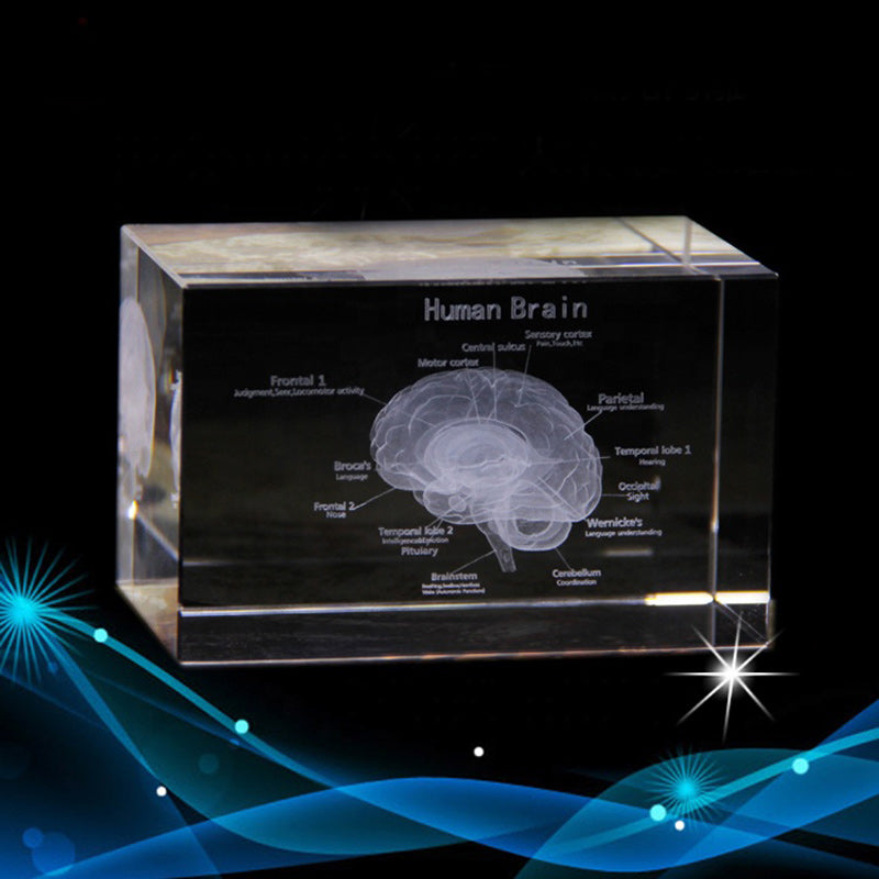 Human English brain model