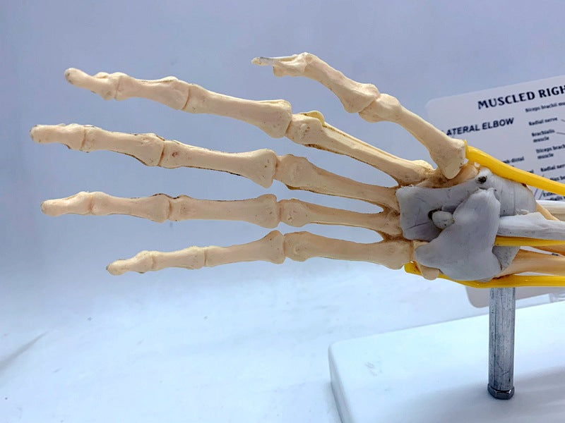 Human Arm Anatomy Teaching Model