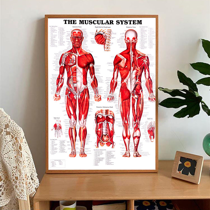 English Human Anatomy Medical Poster Core For The Skeletal Muscle System
