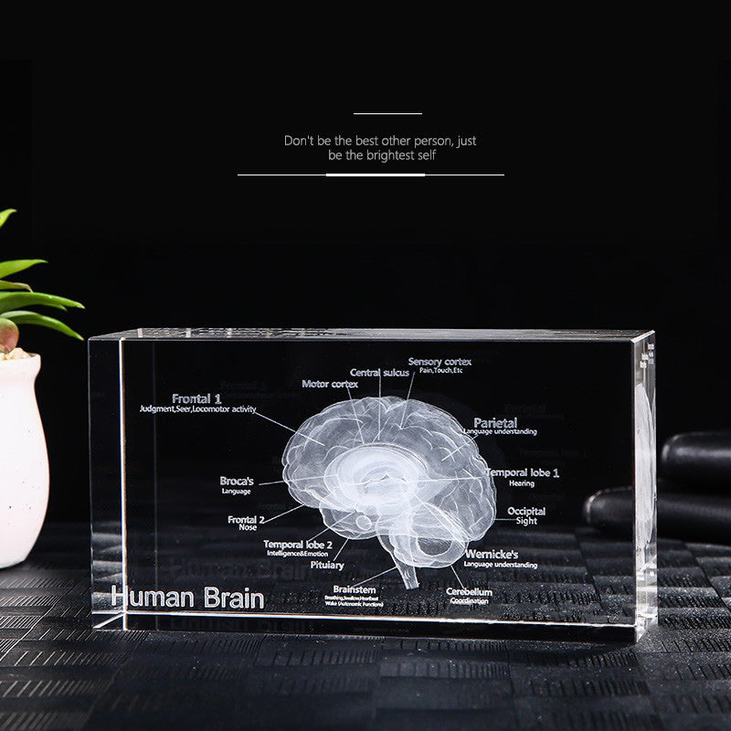 Human English brain model