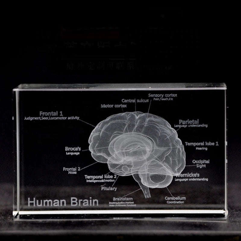 Human English brain model
