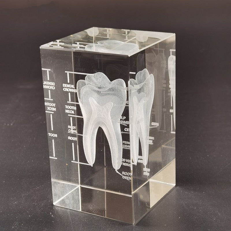 Brain Anatomy Teaching Creative Brain Models Heart Ear Respiratory System Teeth