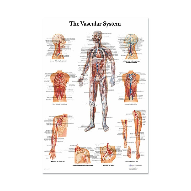 Human Anatomy Poster English Edition Skeletal And Muscular System Canvas Wall Art For Living Room Decoration