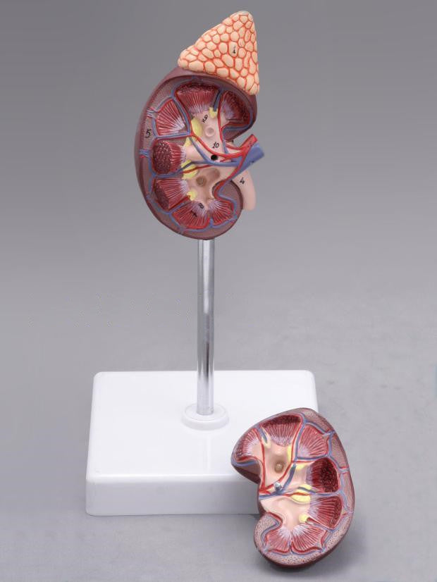 Kidney Anatomy With Adrenal Gland Model