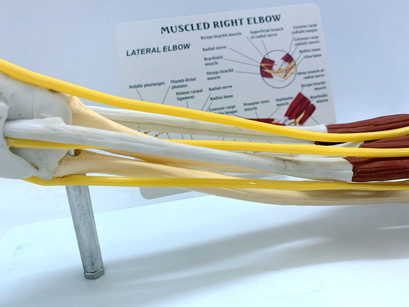 Human Arm Anatomy Teaching Model