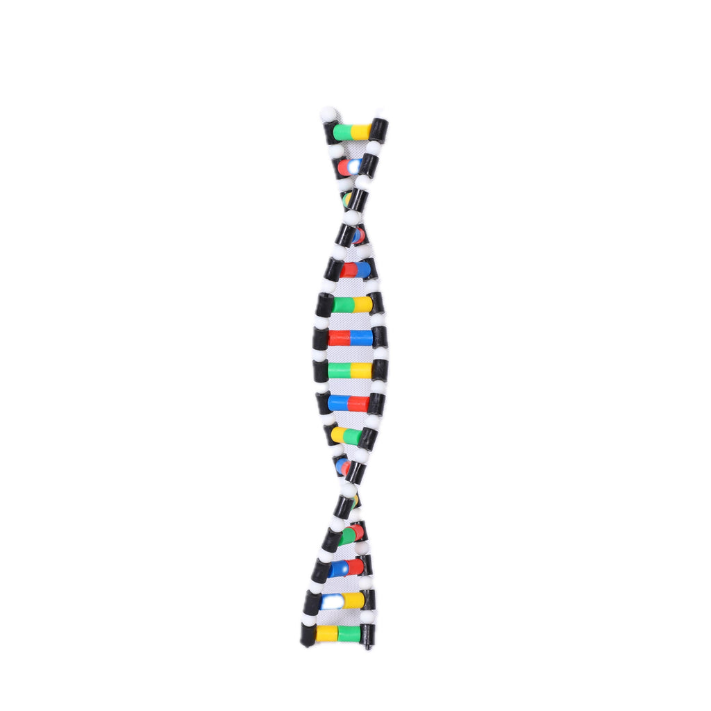 DNA Double Helix Model Biology Teaching Aid