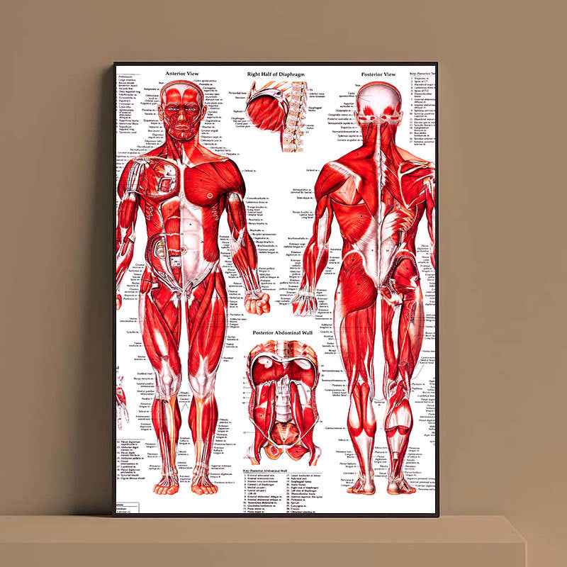 English Human Anatomy Medical Poster Core For The Skeletal Muscle System