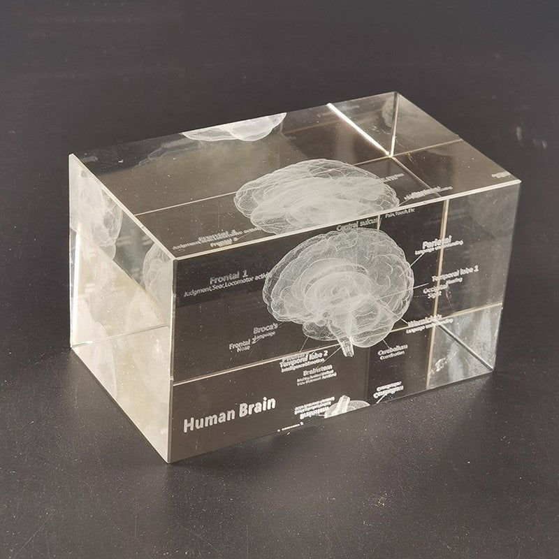 Brain Anatomy Teaching Creative Brain Models Heart Ear Respiratory System Teeth