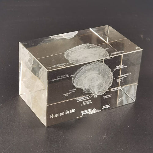 Brain Anatomy Teaching Creative Brain Models Heart Ear Respiratory System Teeth