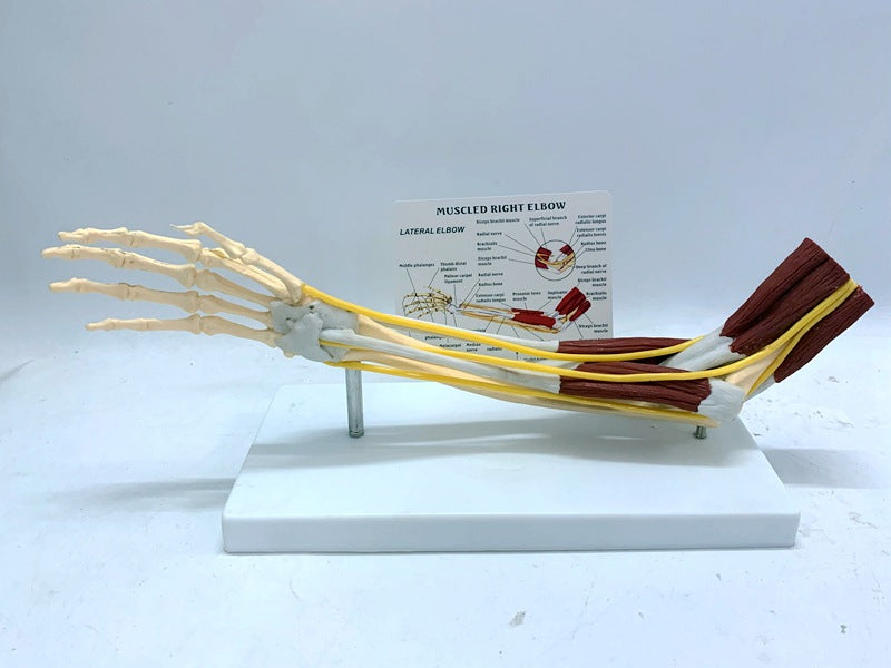 Human Arm Anatomy Teaching Model