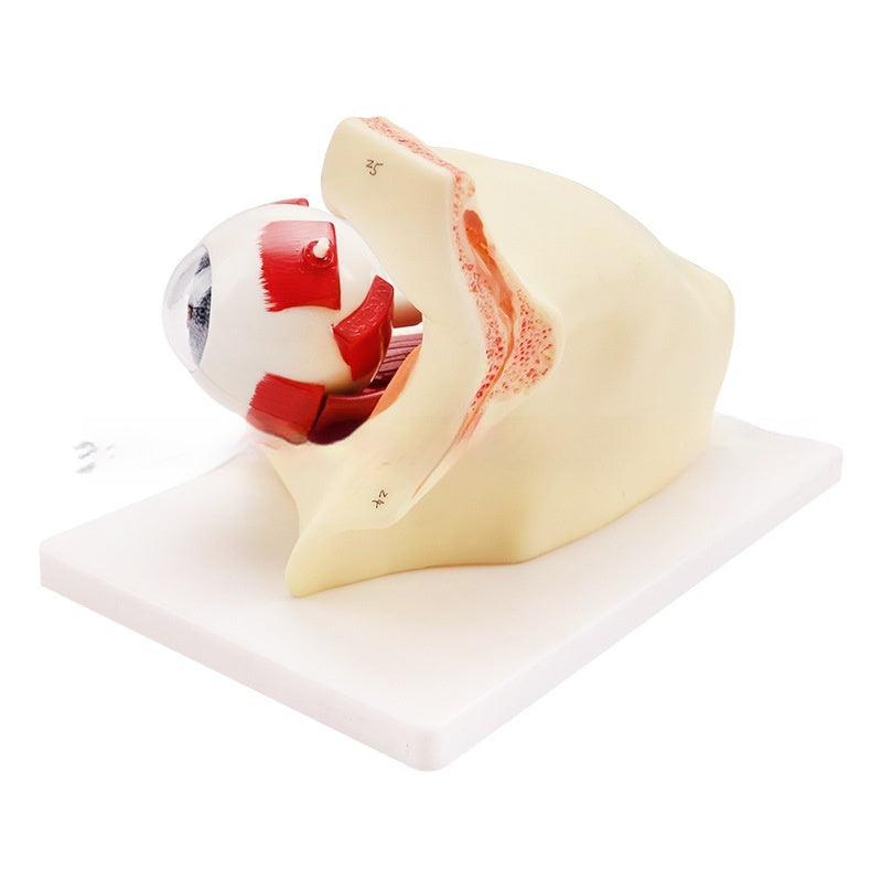 Eyeball Anatomy Model With Orbital Cavity 3x Magnification