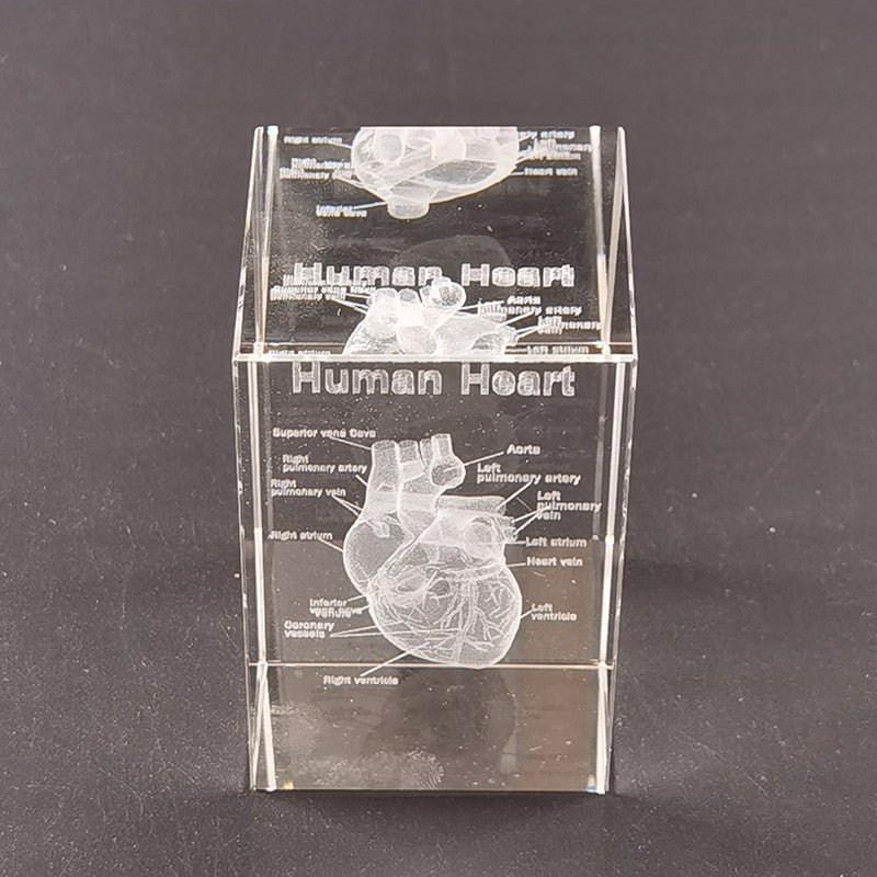 Brain Anatomy Teaching Creative Brain Models Heart Ear Respiratory System Teeth