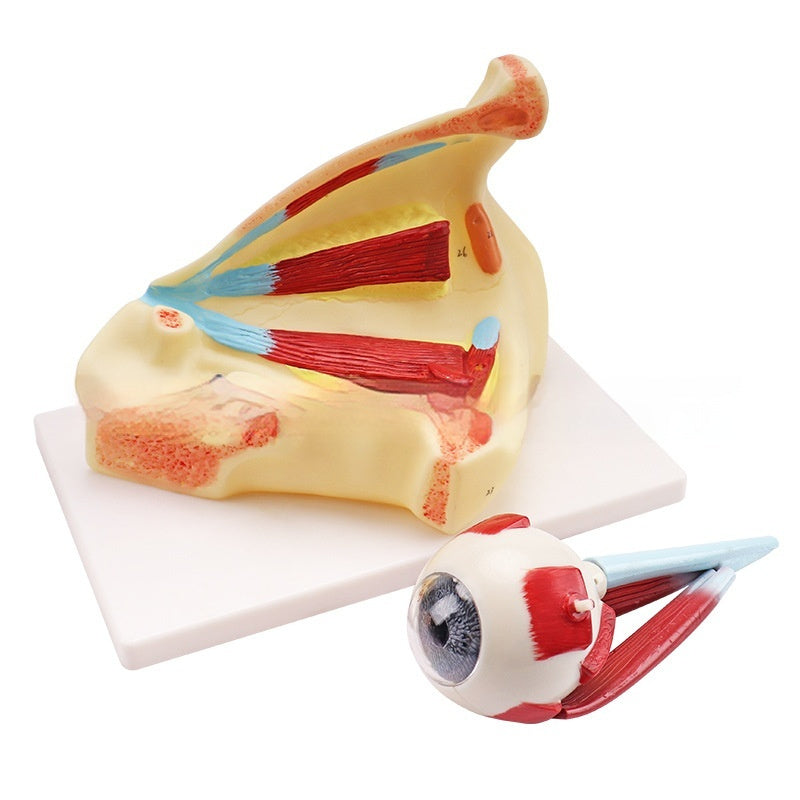 Eyeball Anatomy Model With Orbital Cavity 3x Magnification