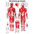 English Human Anatomy Medical Poster Core For The Skeletal Muscle System