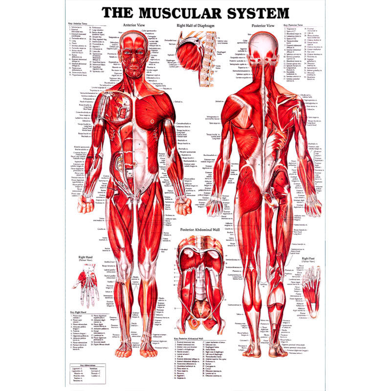 English Human Anatomy Medical Poster Core For The Skeletal Muscle System