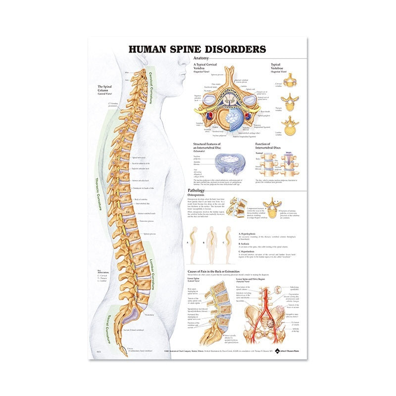 Human Anatomy Poster English Edition Skeletal And Muscular System Canvas Wall Art For Living Room Decoration