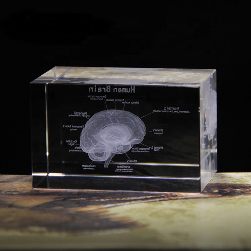 Human English brain model