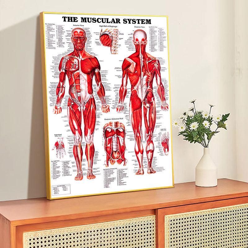English Human Anatomy Medical Poster Core For The Skeletal Muscle System