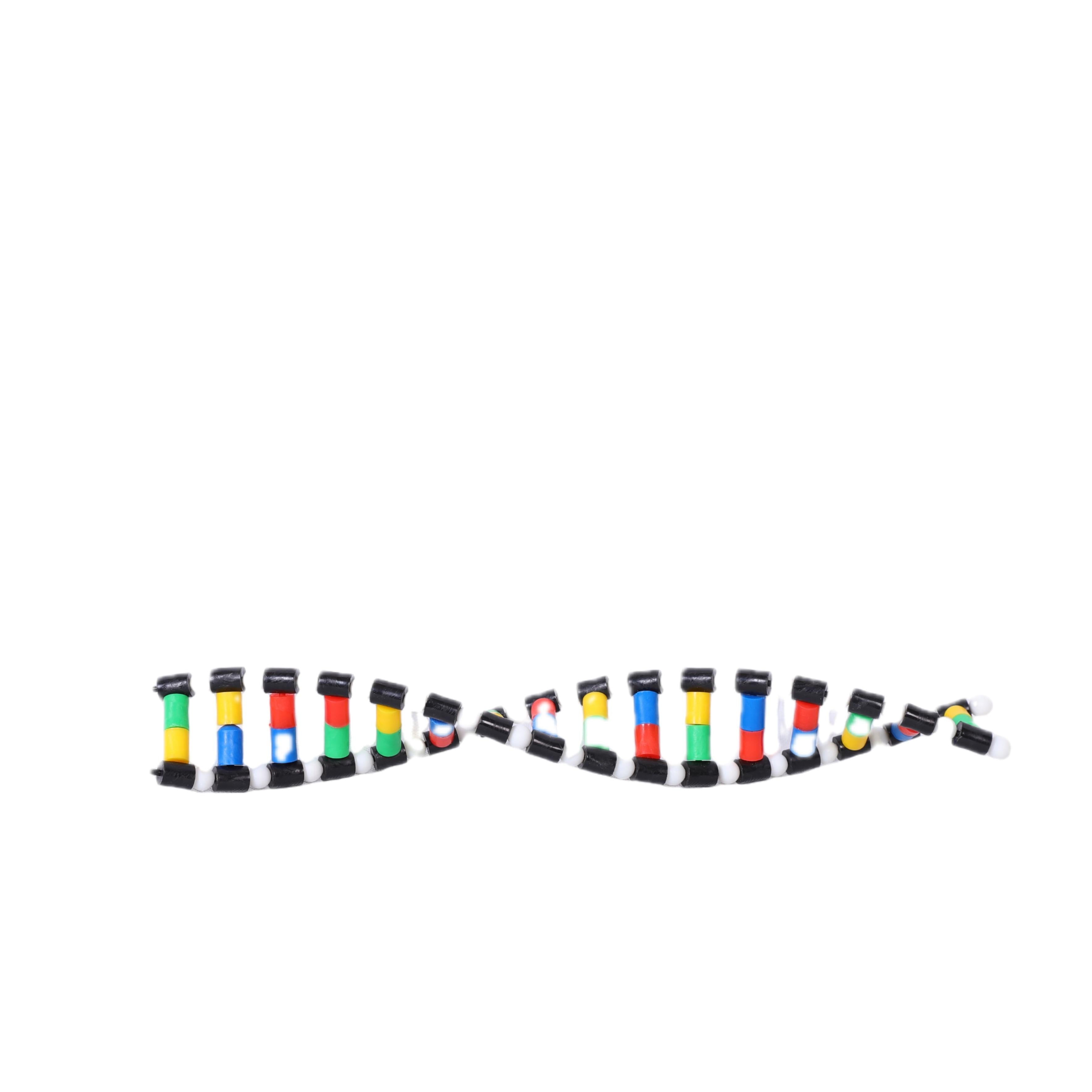 DNA Double Helix Model Biology Teaching Aid