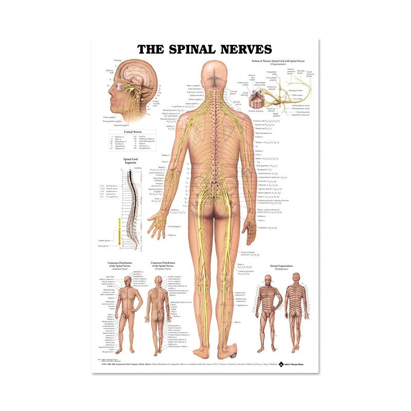 Human Anatomy Poster English Edition Skeletal And Muscular System Canvas Wall Art For Living Room Decoration