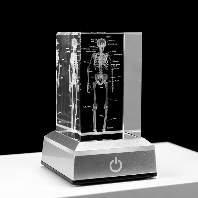 Internal Carving Human Skeleton Anatomy Teaching Model Ornaments