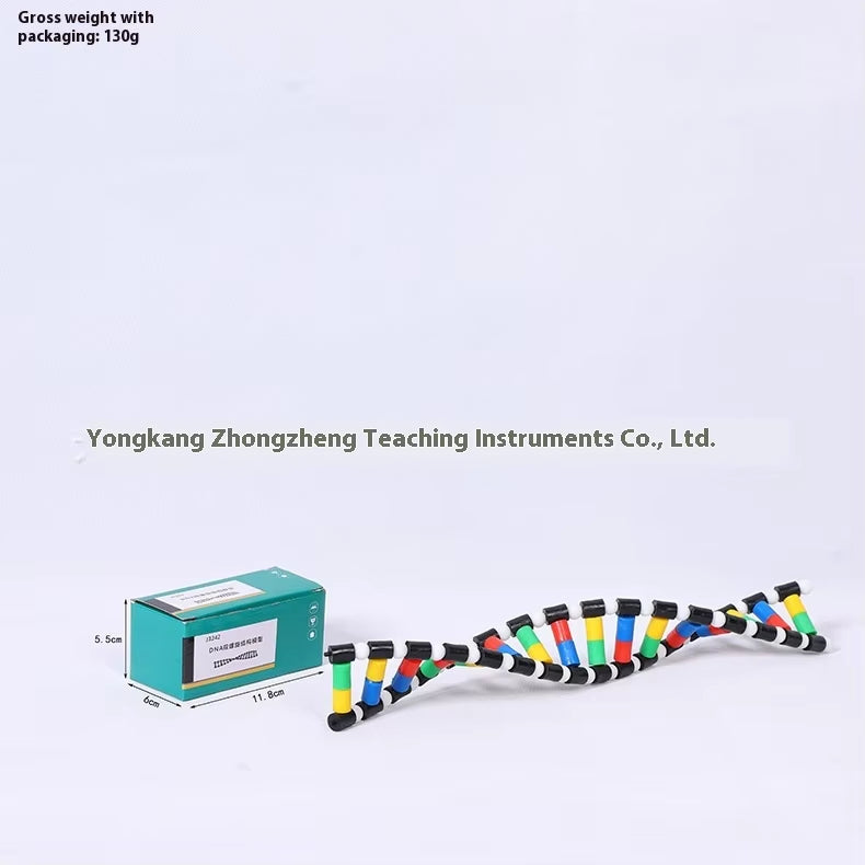 DNA Double Helix Model Biology Teaching Aid