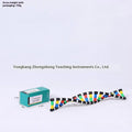 DNA Double Helix Model Biology Teaching Aid