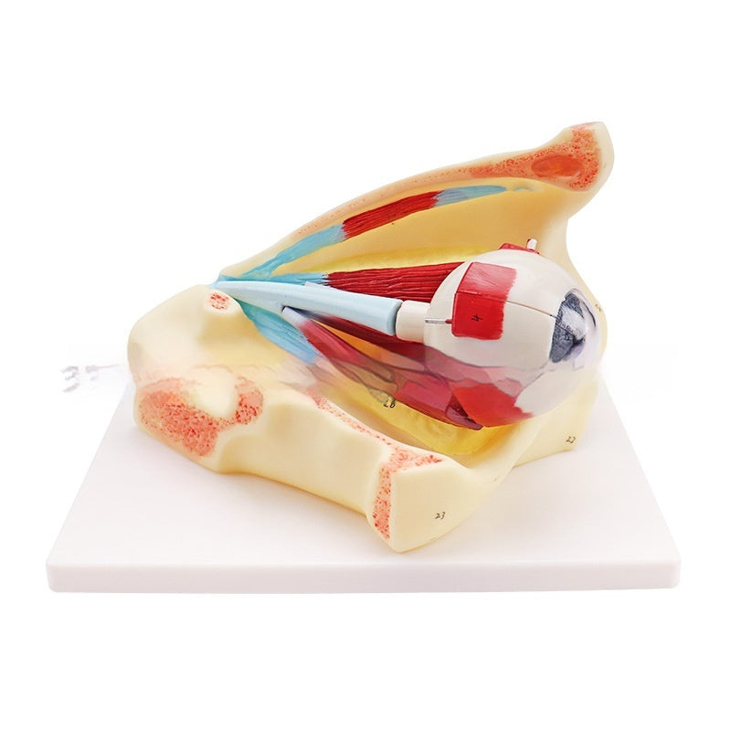 Eyeball Anatomy Model With Orbital Cavity 3x Magnification