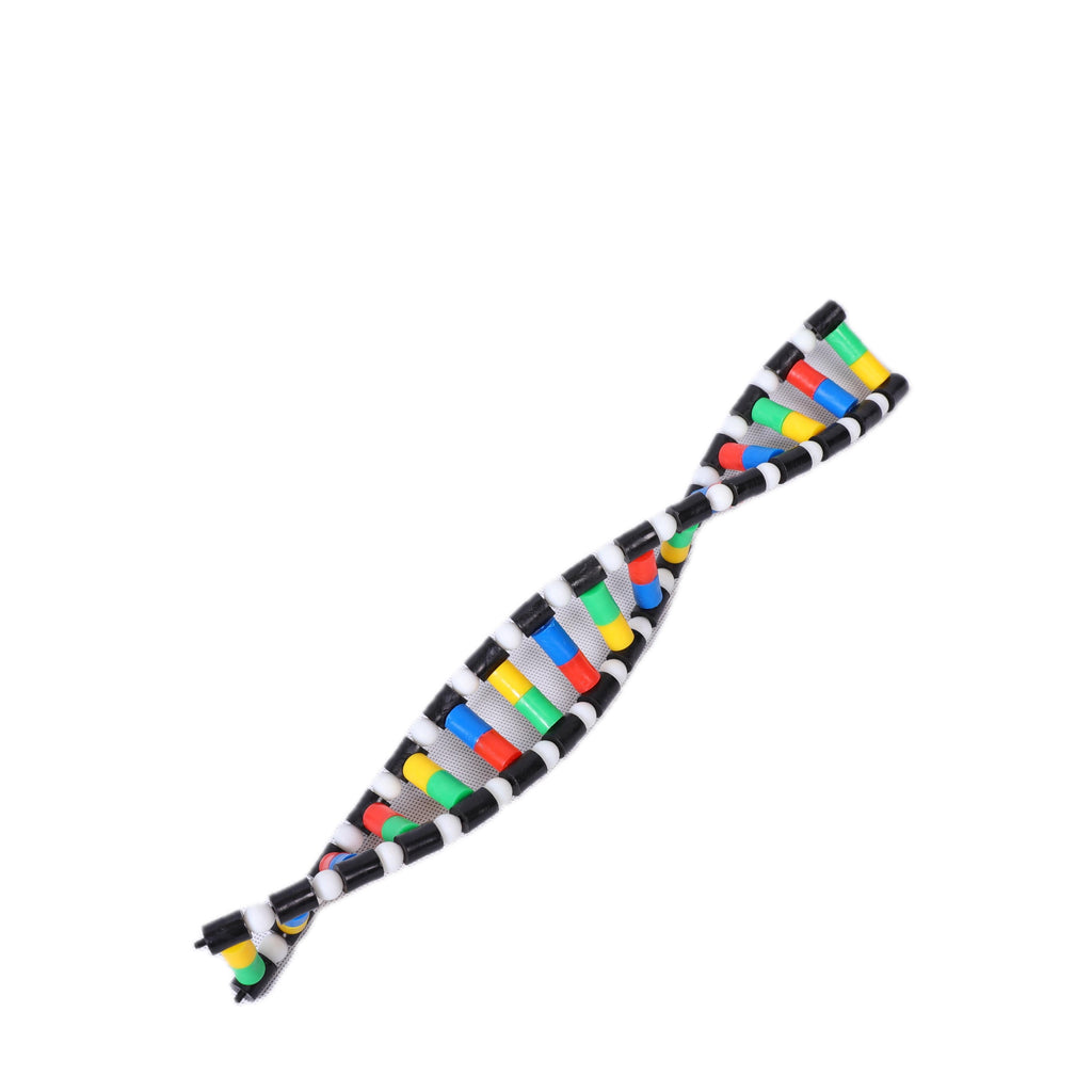 DNA Double Helix Model Biology Teaching Aid