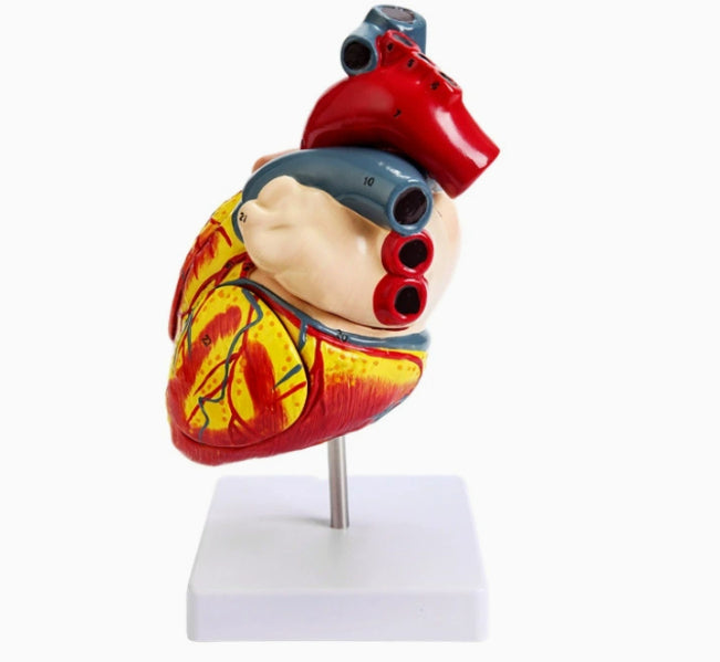 Human Heart Anatomy Life-Size Medical Teaching Model