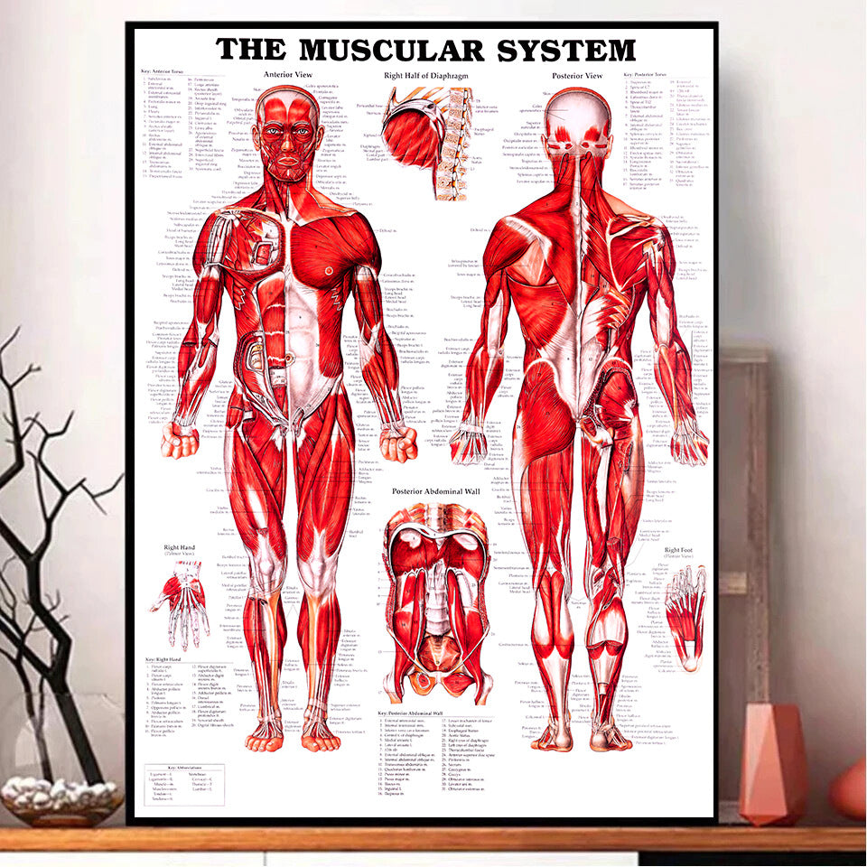 English Human Anatomy Medical Poster Core For The Skeletal Muscle System