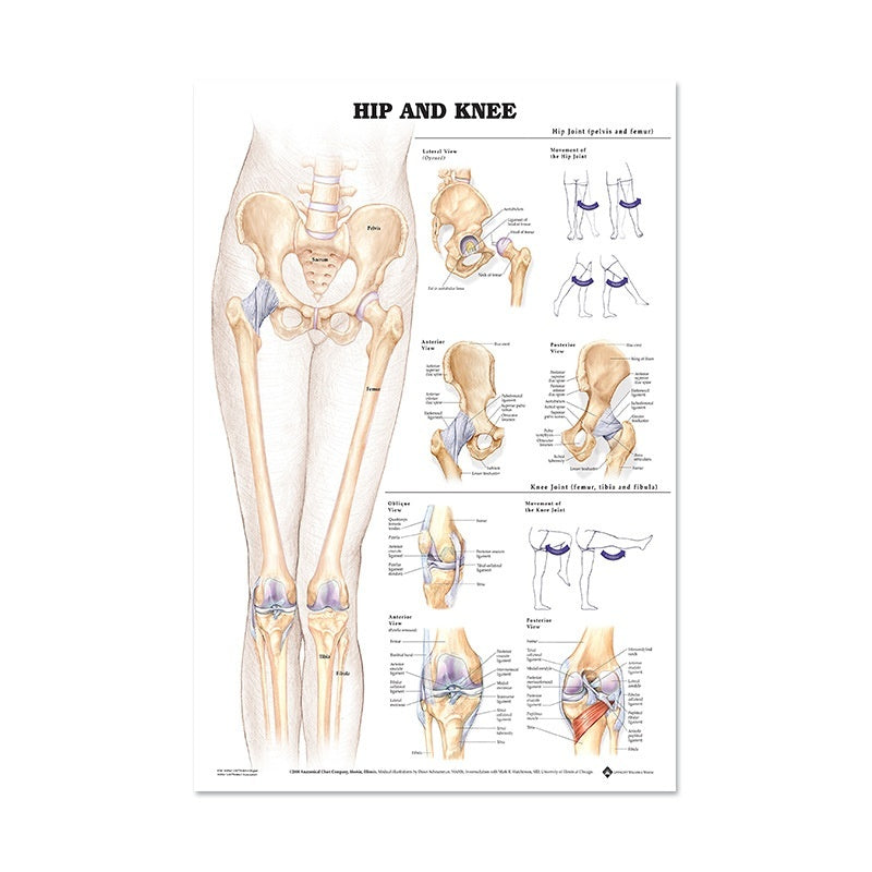 Human Anatomy Poster English Edition Skeletal And Muscular System Canvas Wall Art For Living Room Decoration