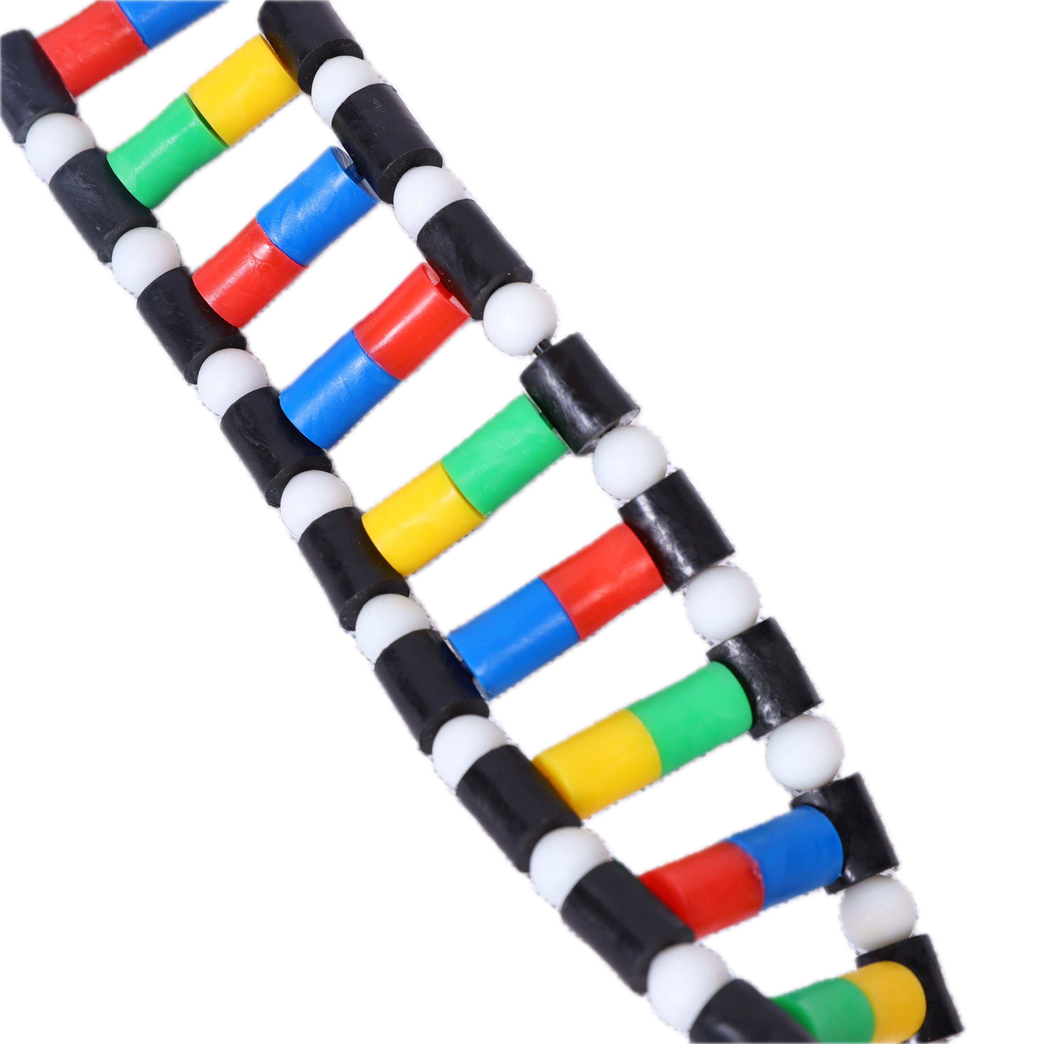 DNA Double Helix Model Biology Teaching Aid