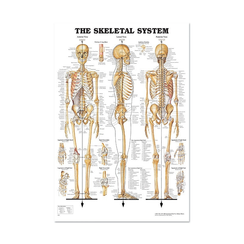 Human Anatomy Poster English Edition Skeletal And Muscular System Canvas Wall Art For Living Room Decoration