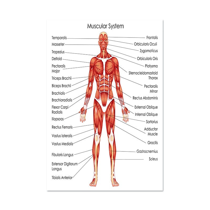 Human Anatomy Poster English Edition Skeletal And Muscular System Canvas Wall Art For Living Room Decoration