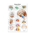 Human Anatomy Poster English Edition Skeletal And Muscular System Canvas Wall Art For Living Room Decoration