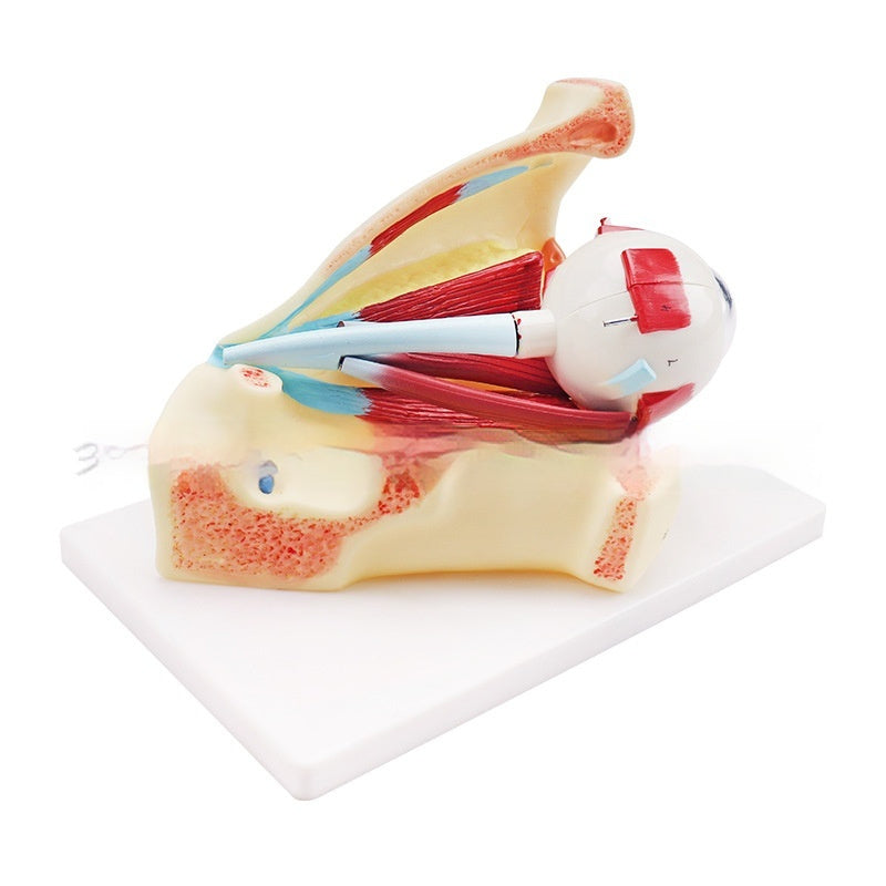 Eyeball Anatomy Model With Orbital Cavity 3x Magnification