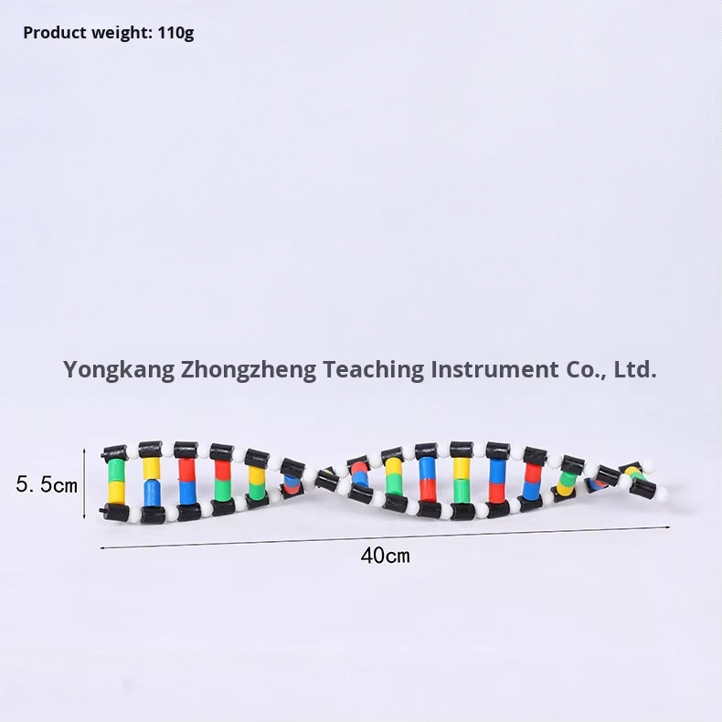DNA Double Helix Model Biology Teaching Aid