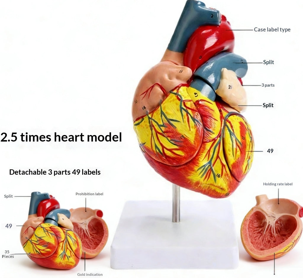 Human Heart Anatomy Life-Size Medical Teaching Model